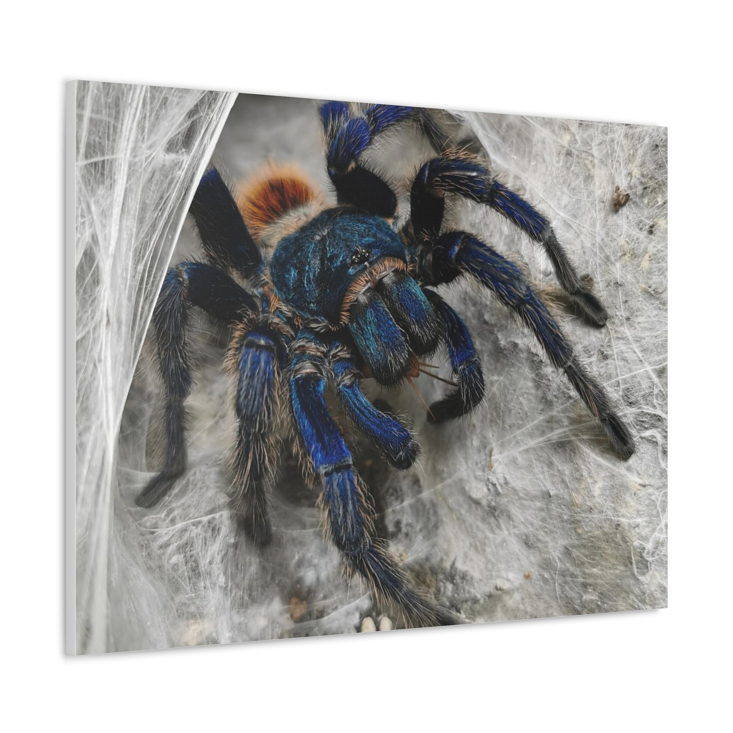 Tarantula Canvas