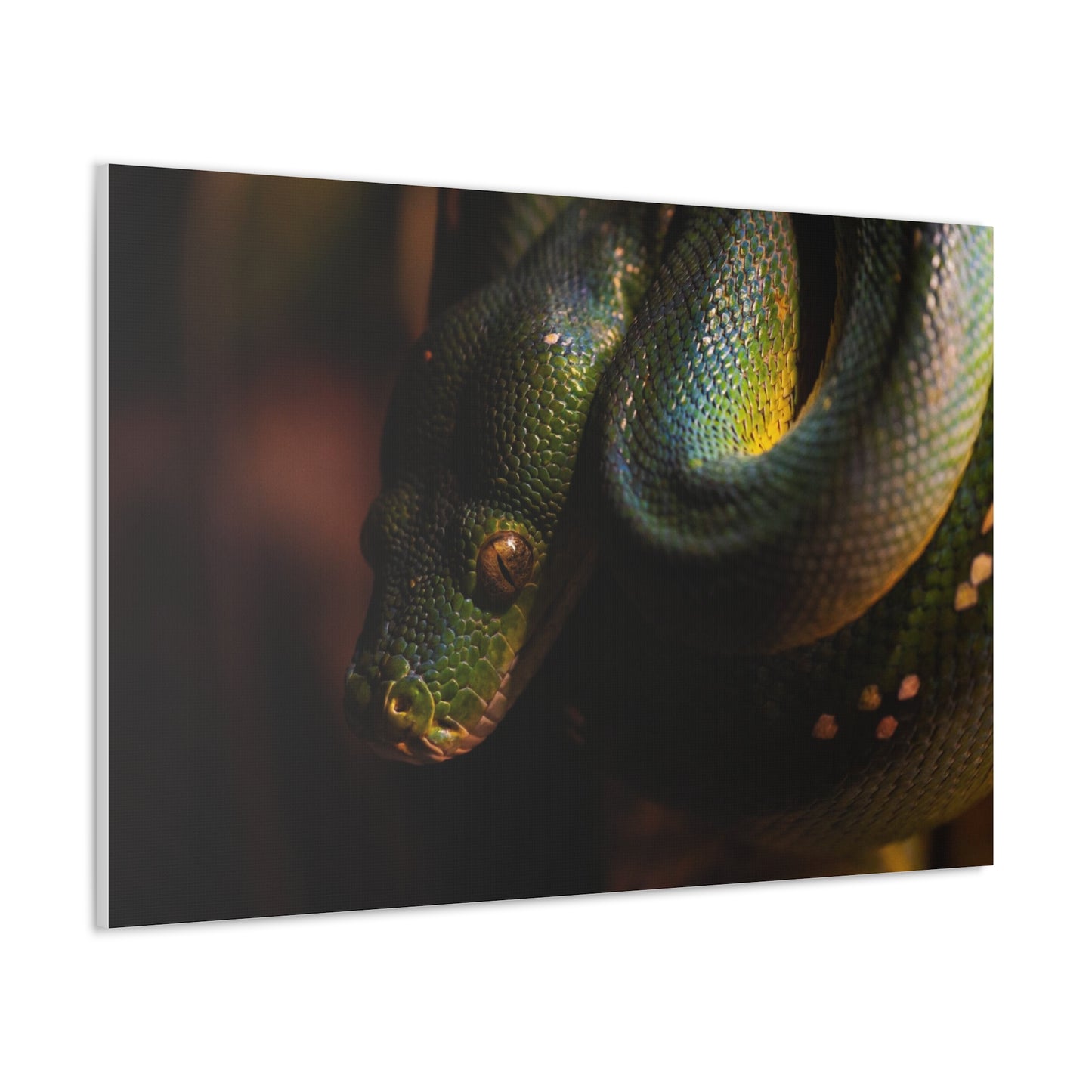 Snake #2 Canvas