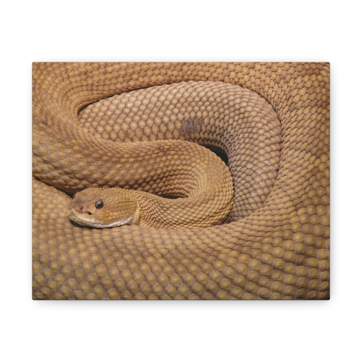 Snake #3 Canvas