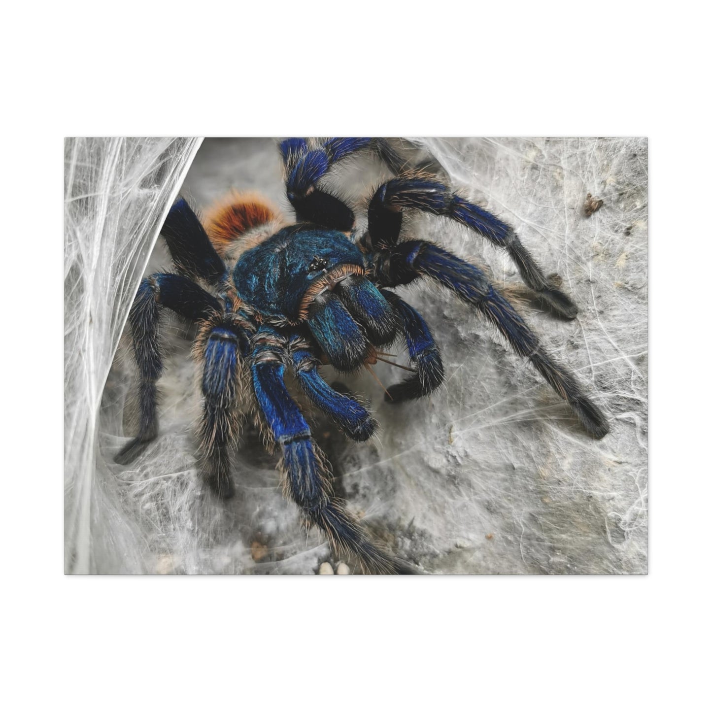 Tarantula Canvas