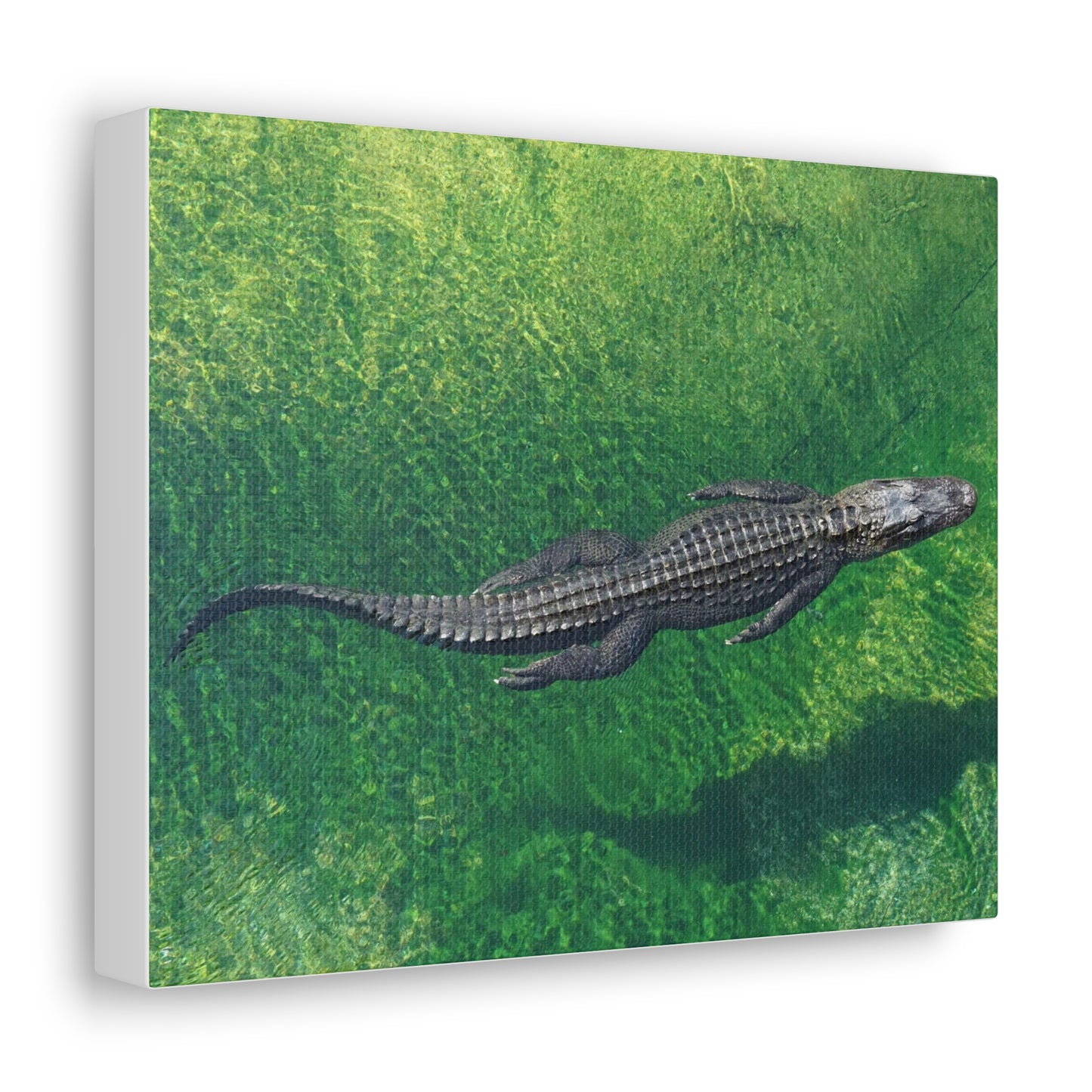 Alligator Canvas