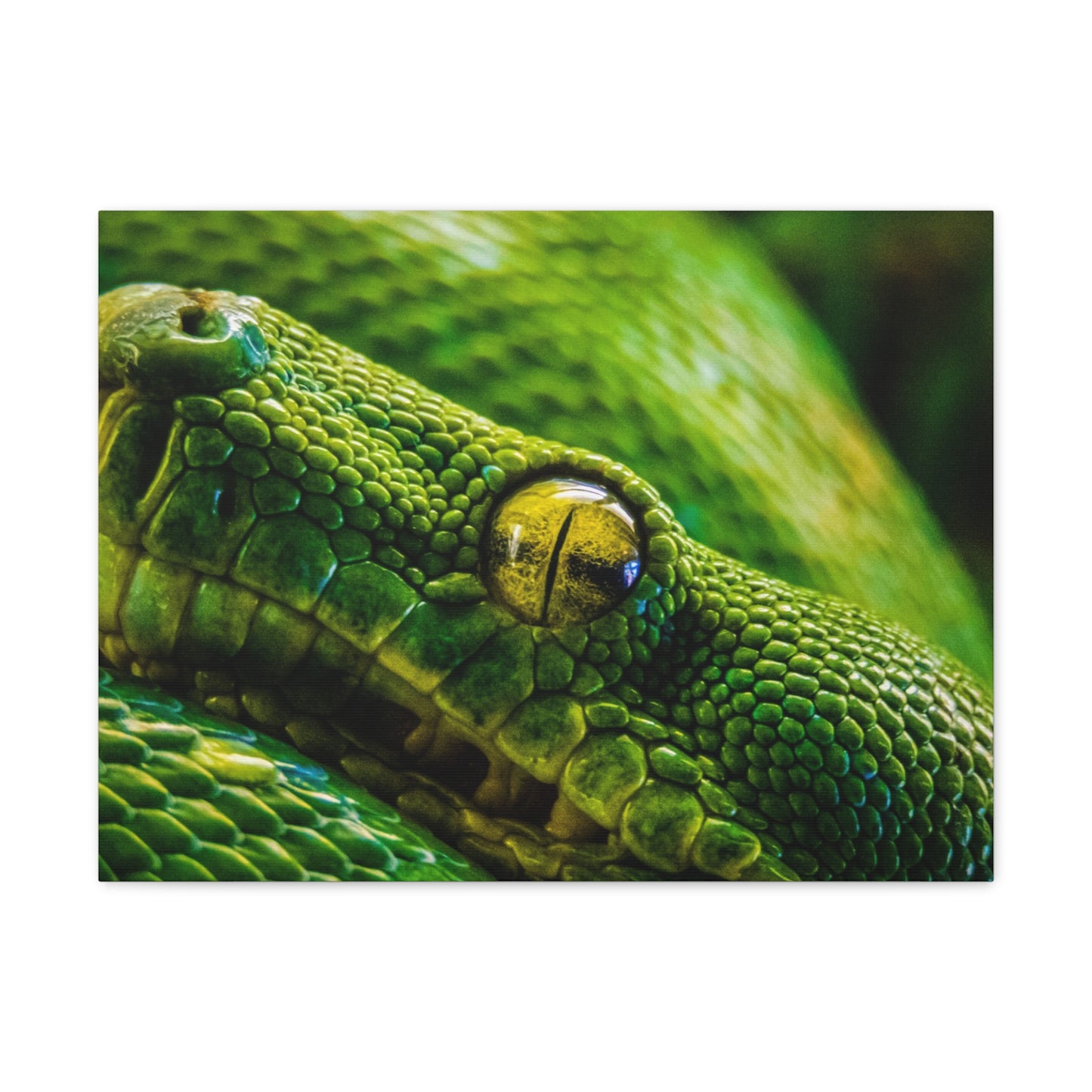 Green Snake Canvas