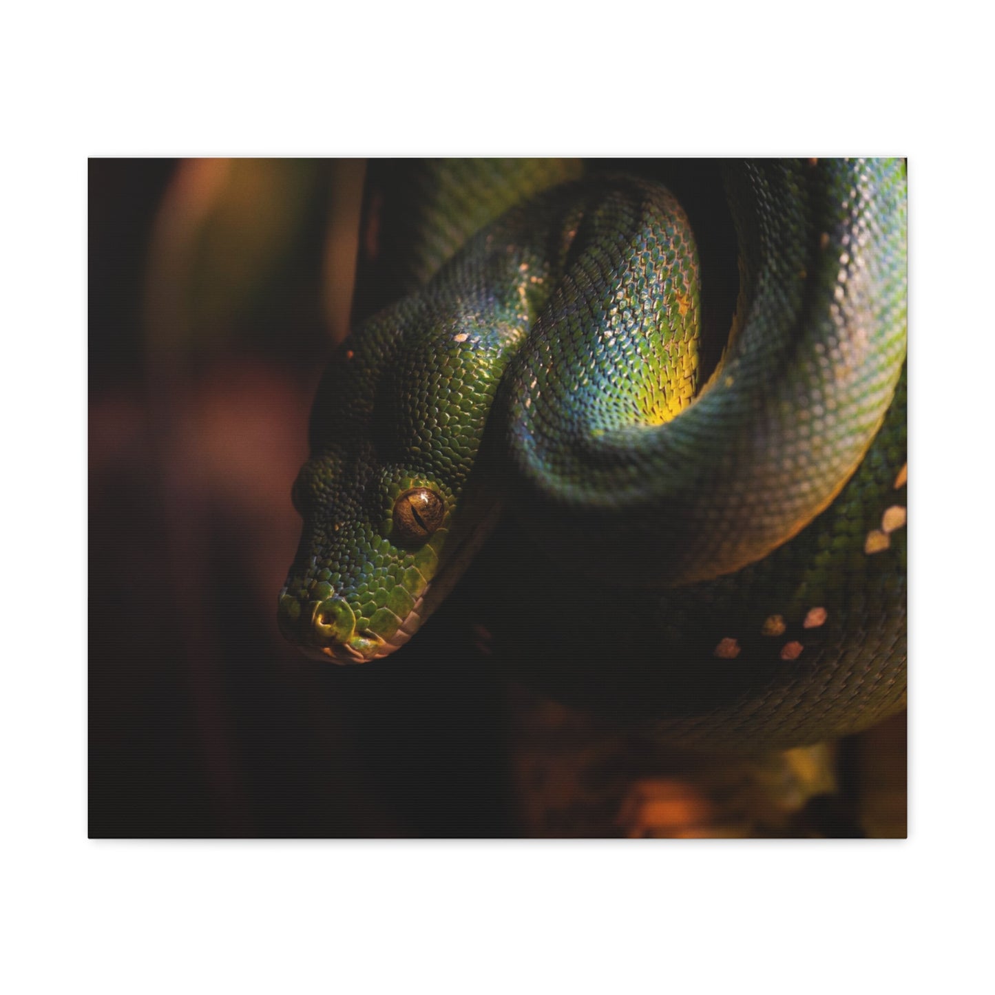 Snake #2 Canvas