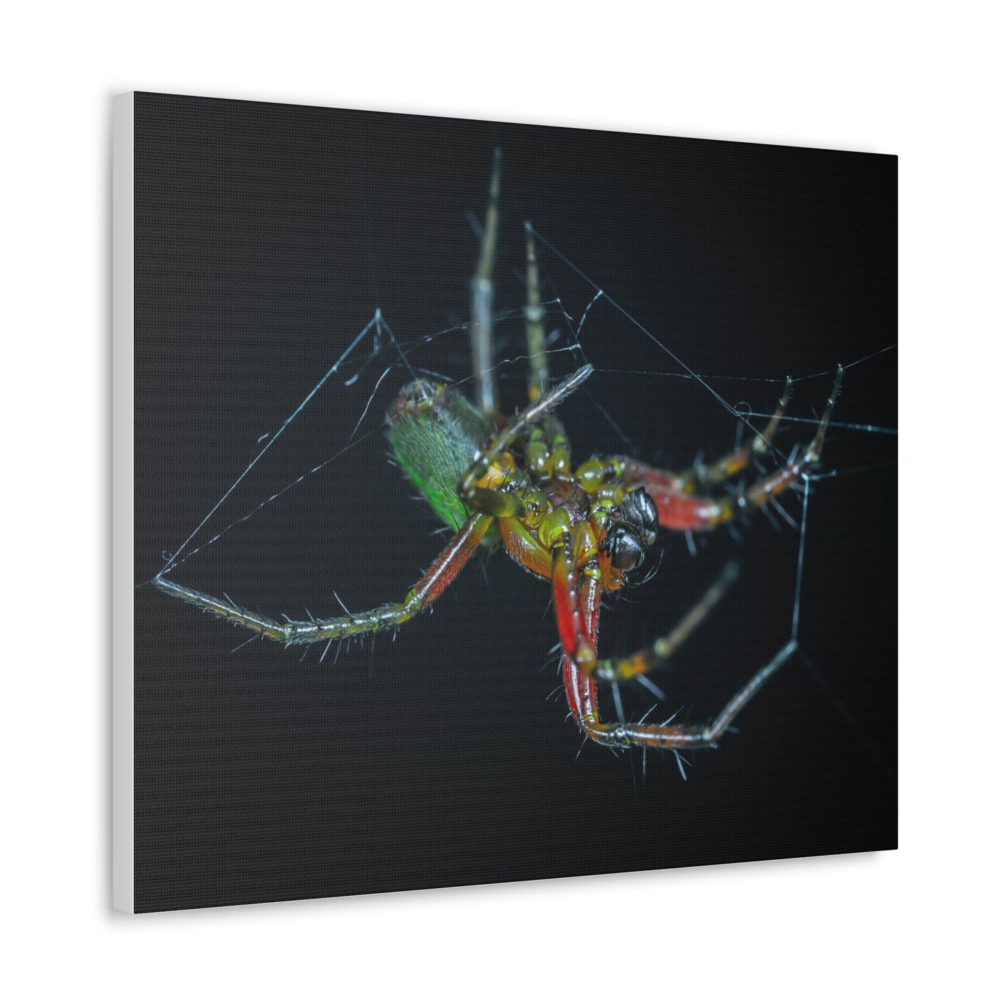 Spider Canvas