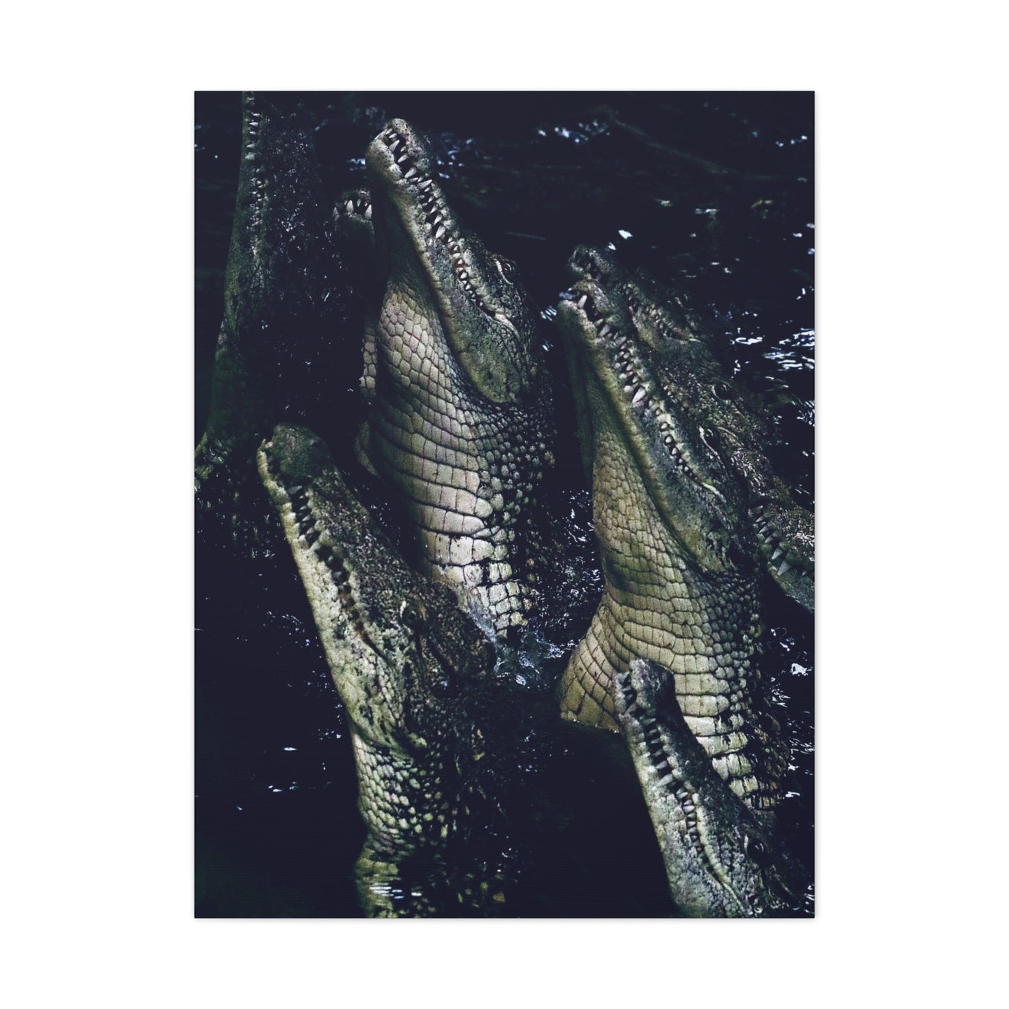 Crocodile Canvas