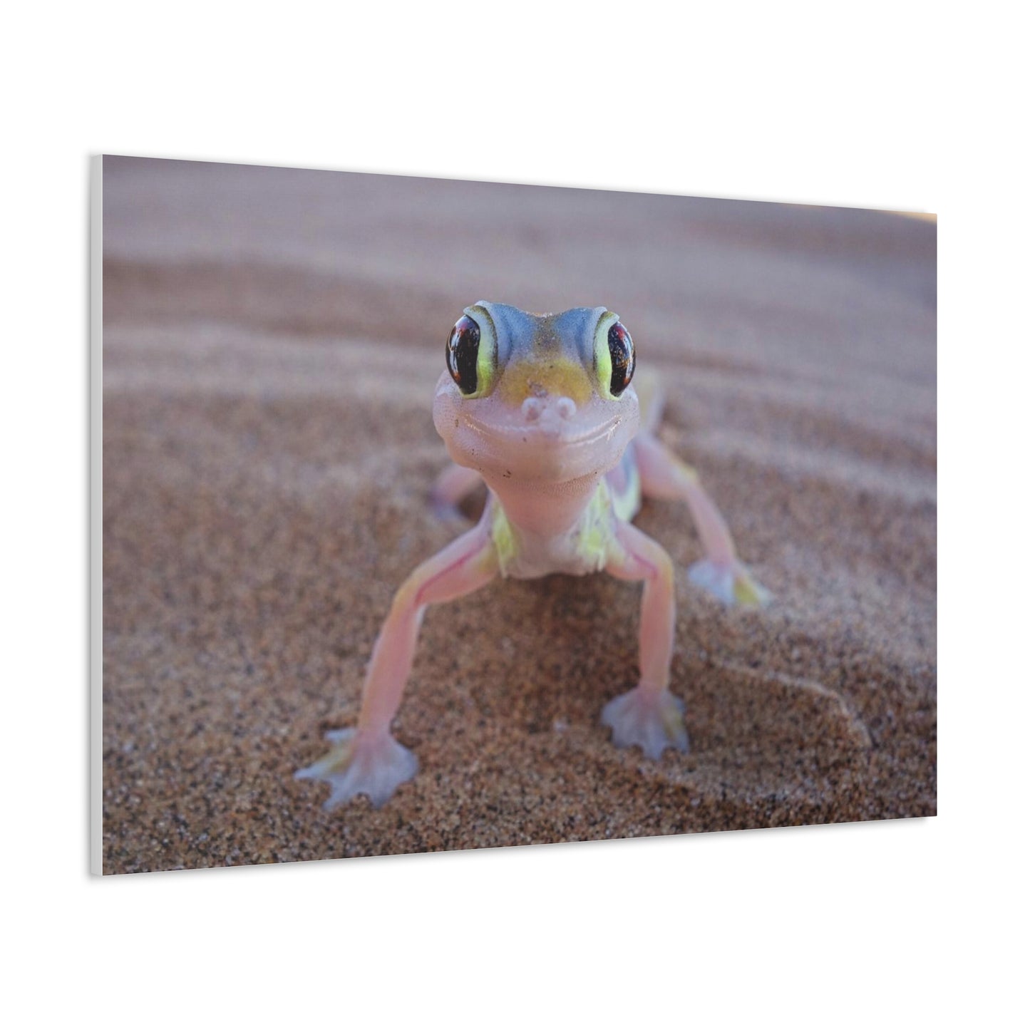 Baby Gecko Canvas