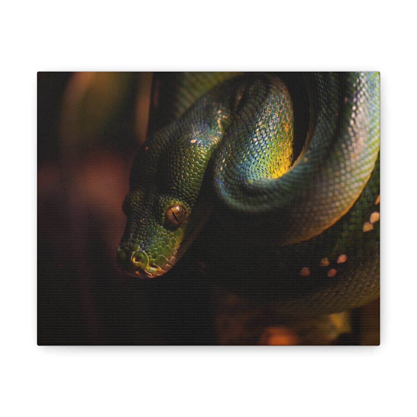 Snake #2 Canvas