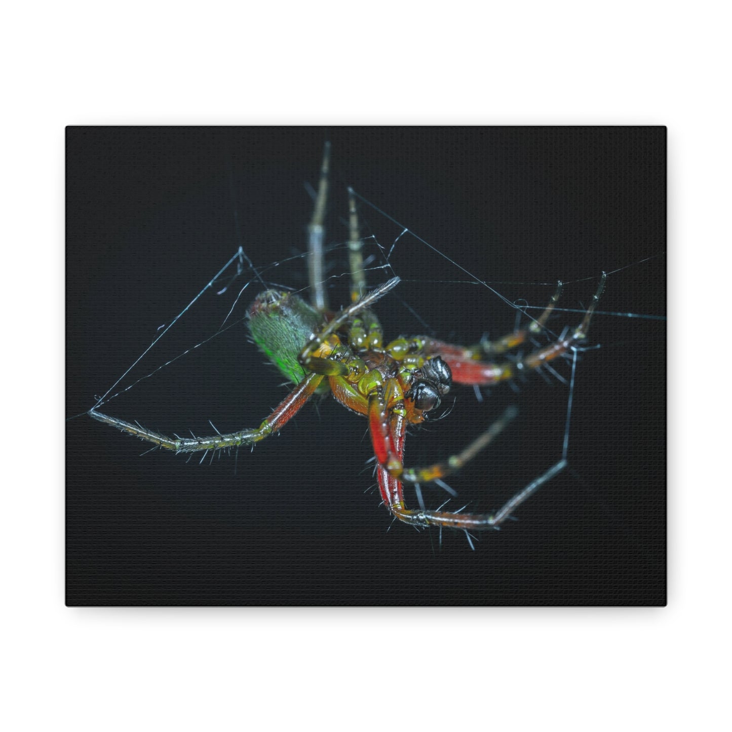 Spider Canvas