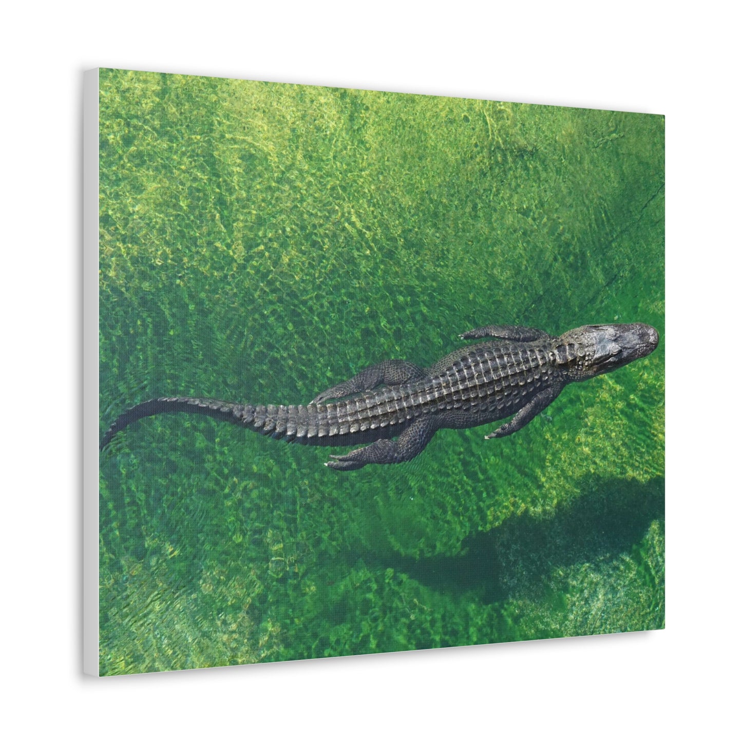 Alligator Canvas