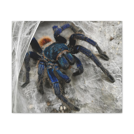 Tarantula Canvas