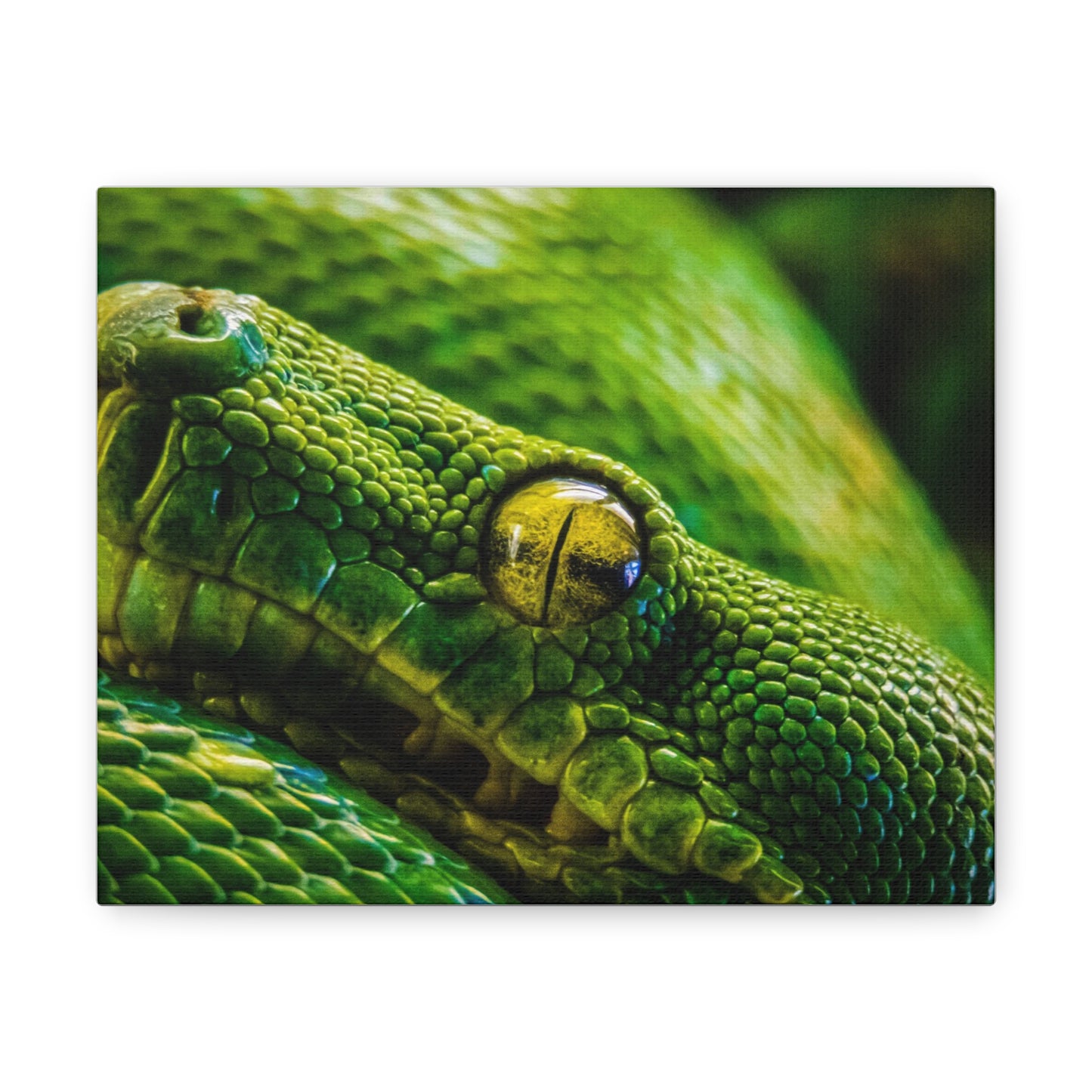 Green Snake Canvas