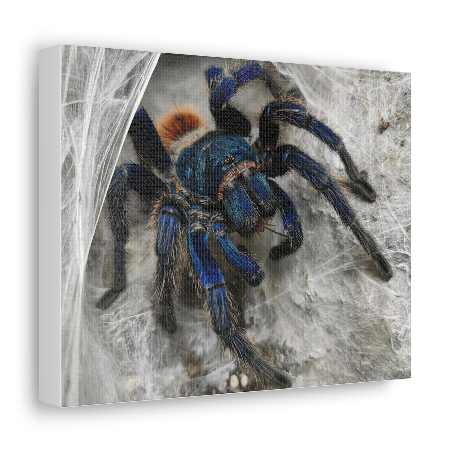 Tarantula Canvas