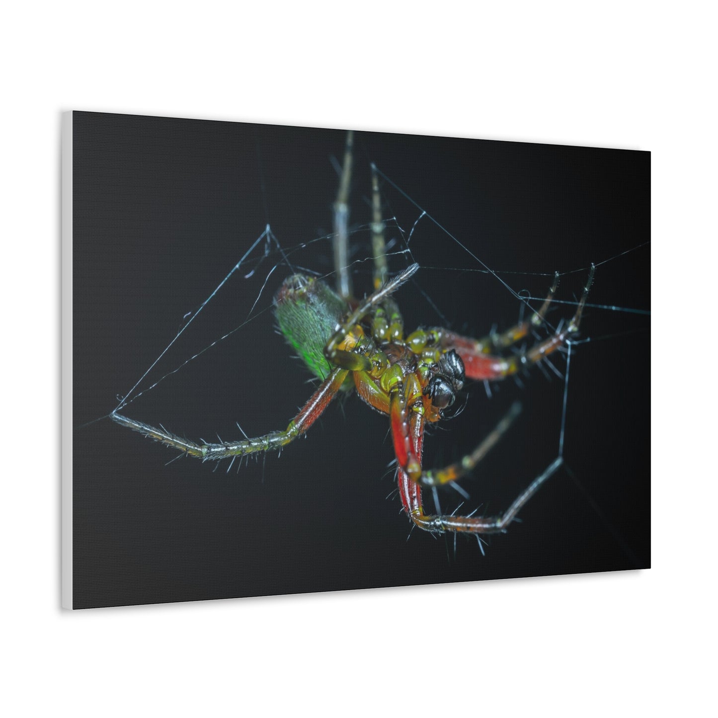 Spider Canvas