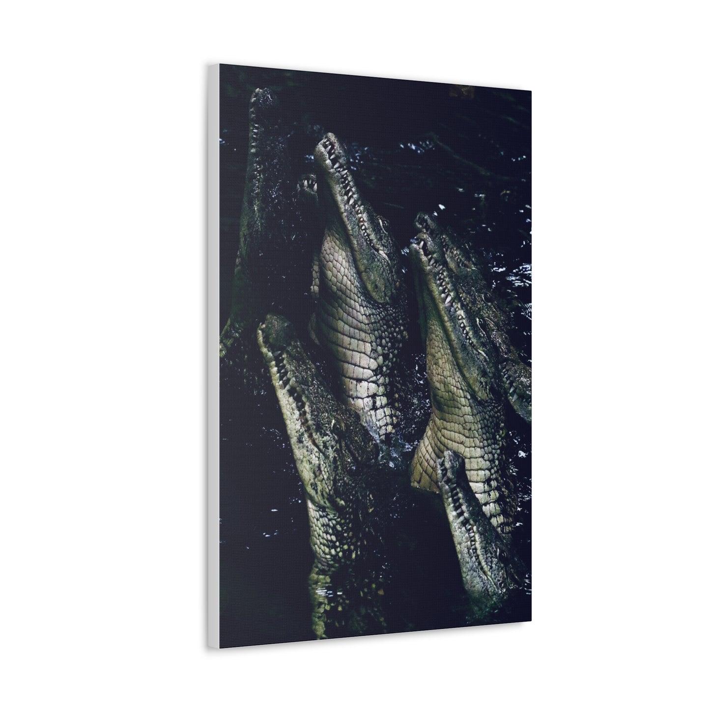 Crocodile Canvas