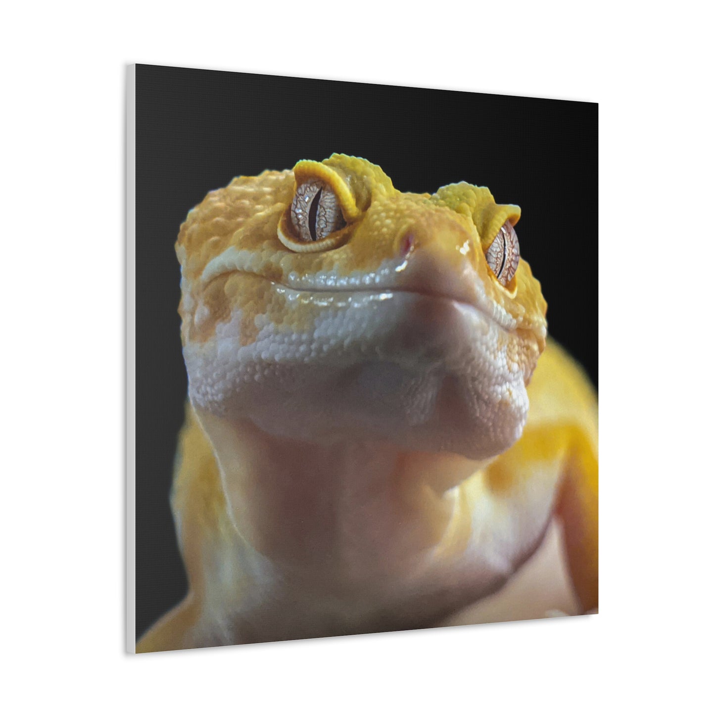 Leopard Gecko #2 Canvas