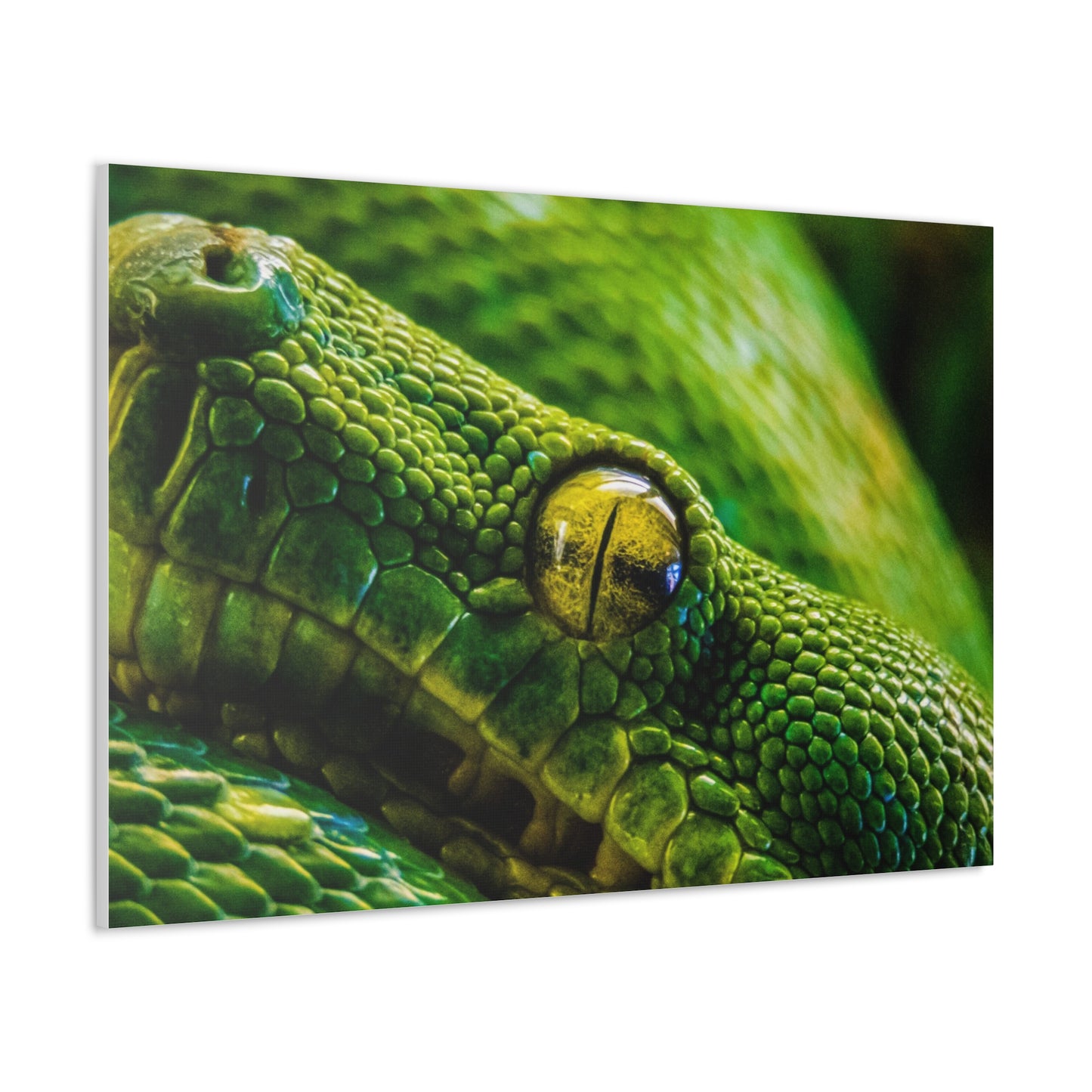 Green Snake Canvas