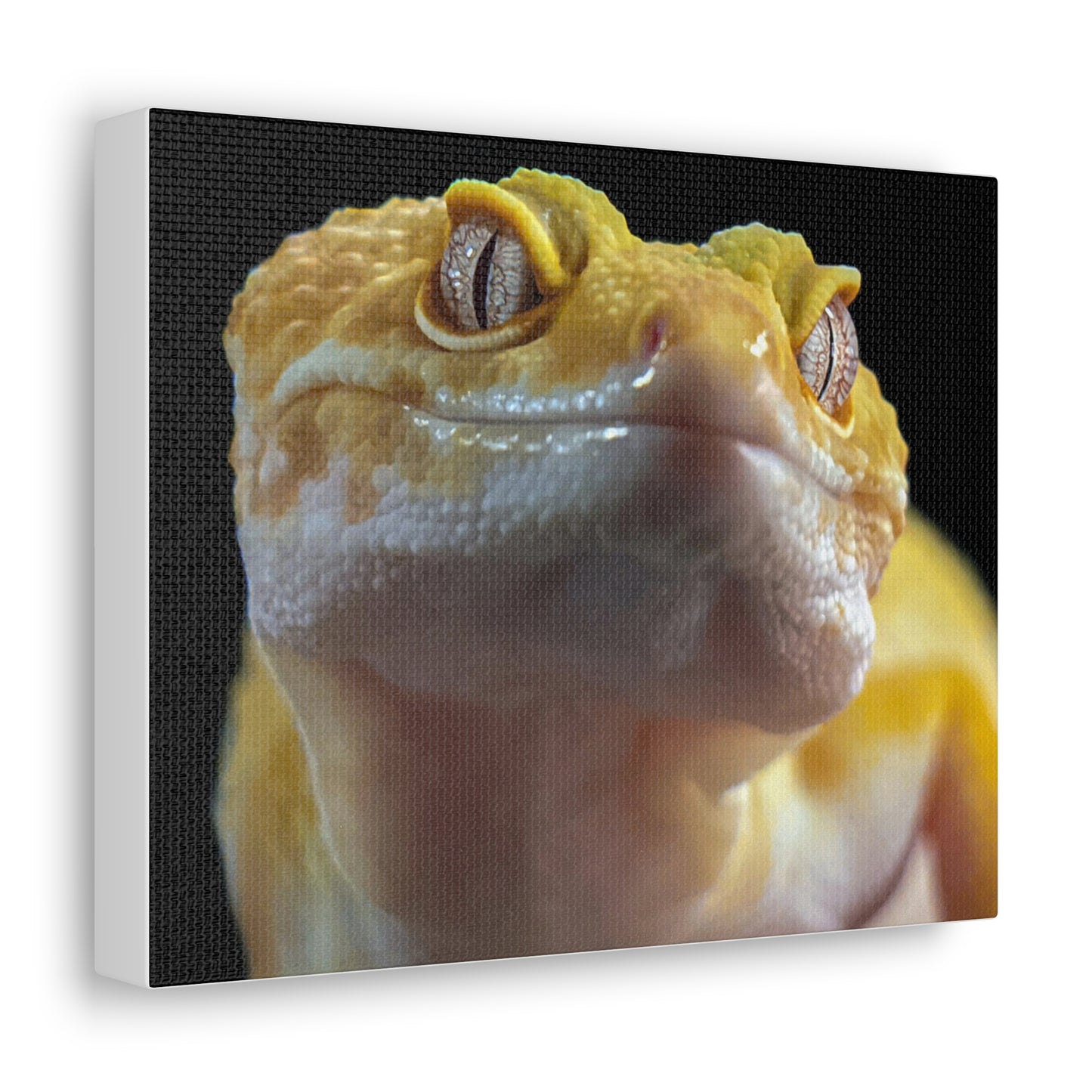 Leopard Gecko #2 Canvas