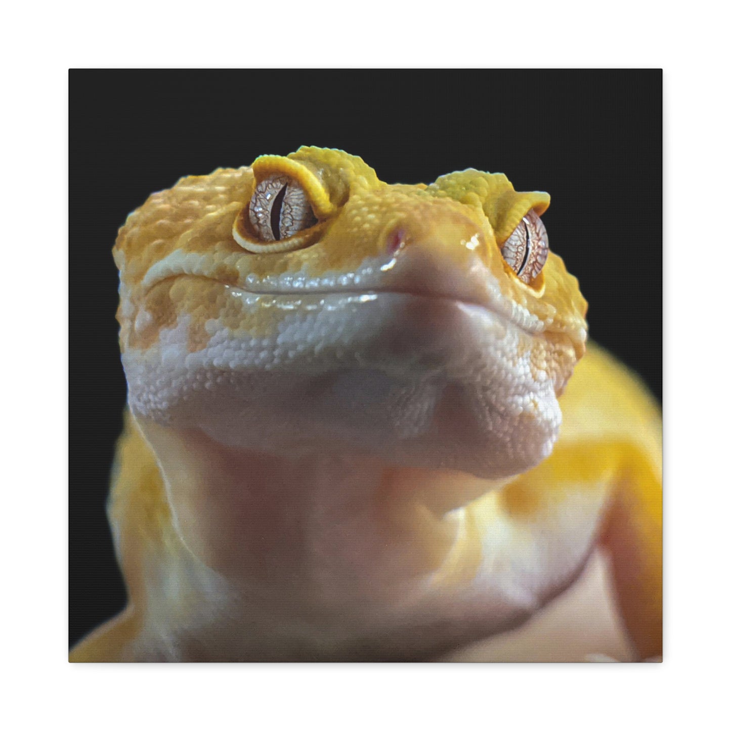 Leopard Gecko #2 Canvas