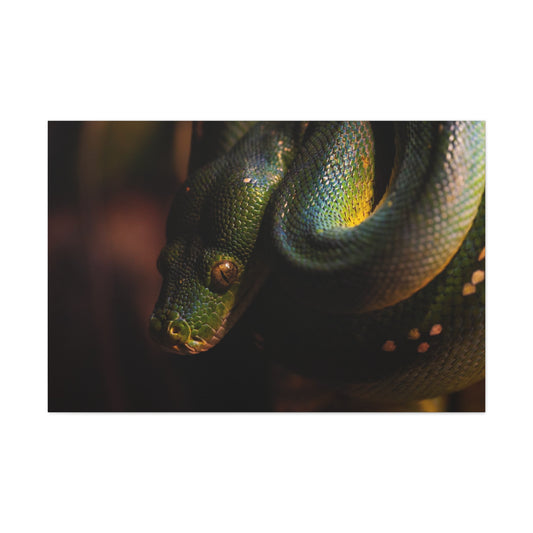 Snake #2 Canvas