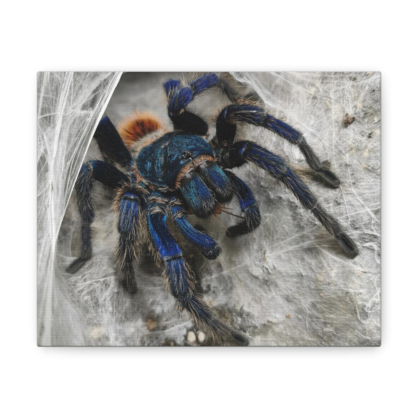 Tarantula Canvas