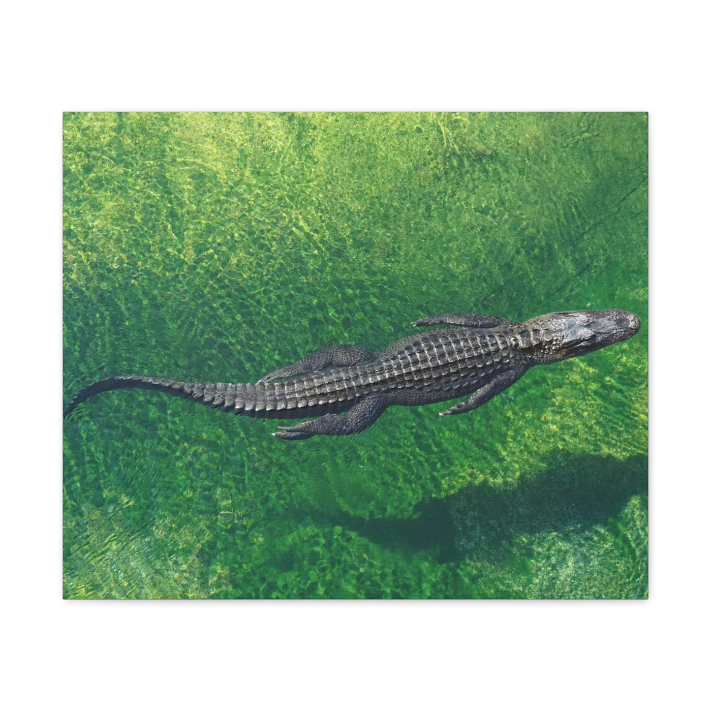 Alligator Canvas