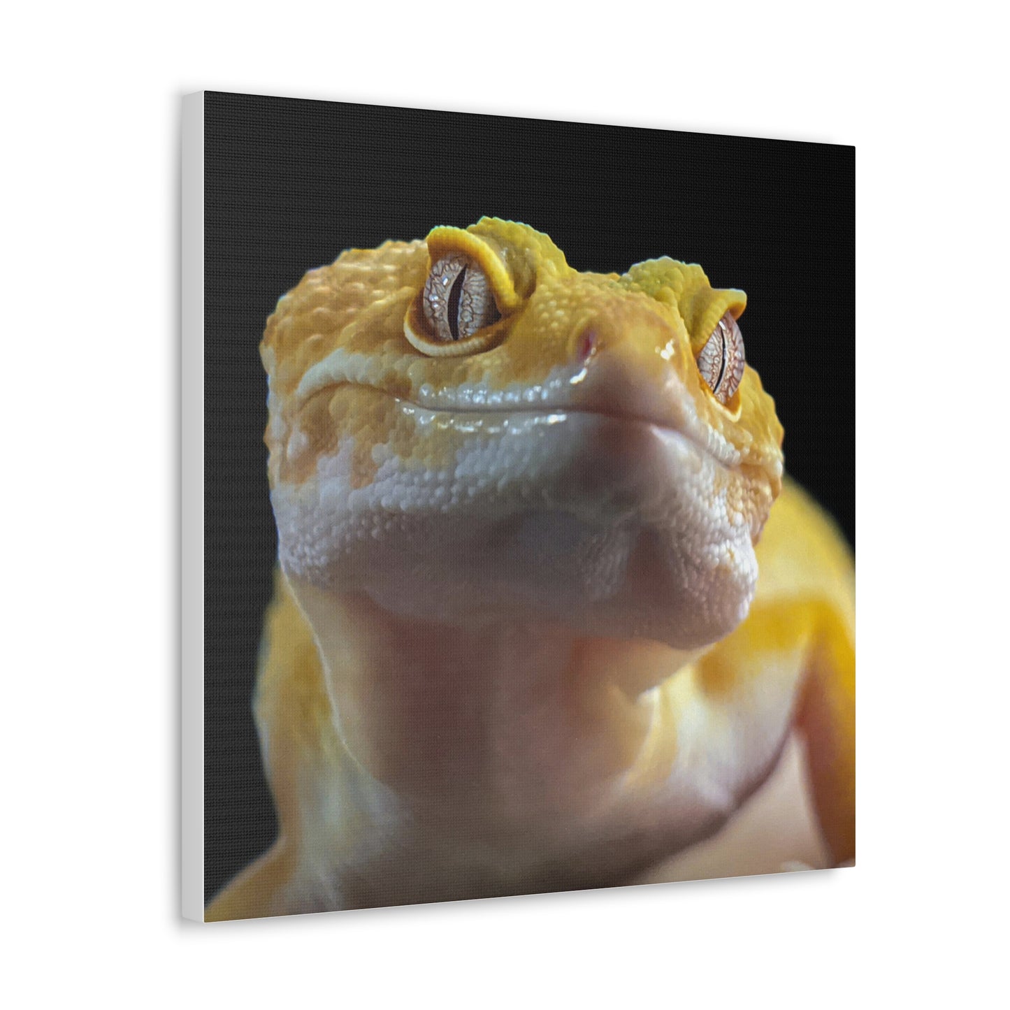 Leopard Gecko #2 Canvas