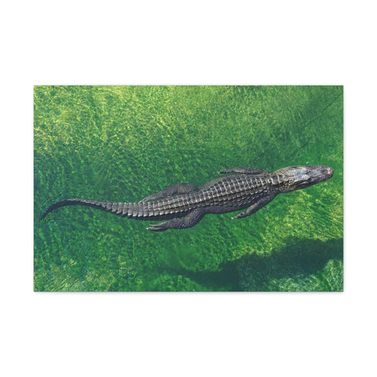 Alligator Canvas