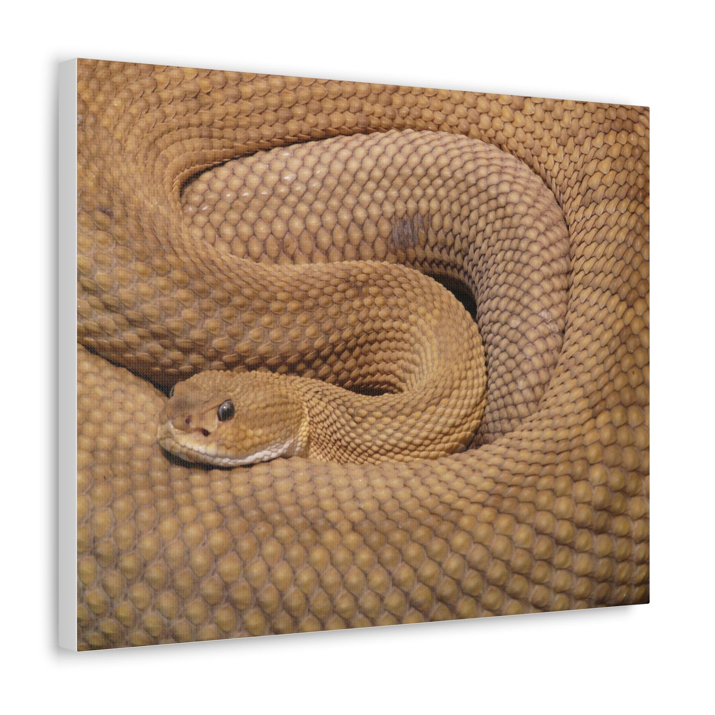 Snake #3 Canvas