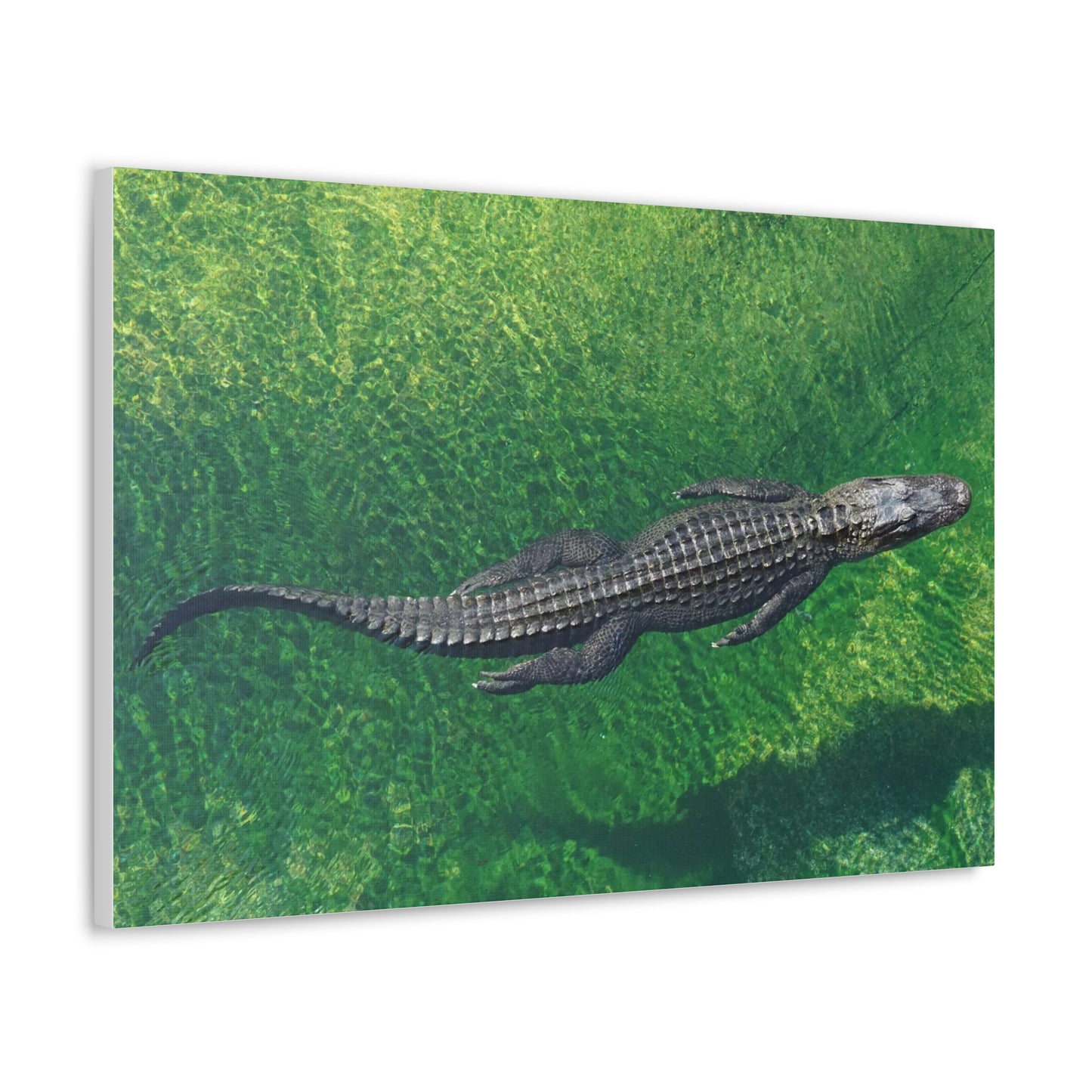 Alligator Canvas