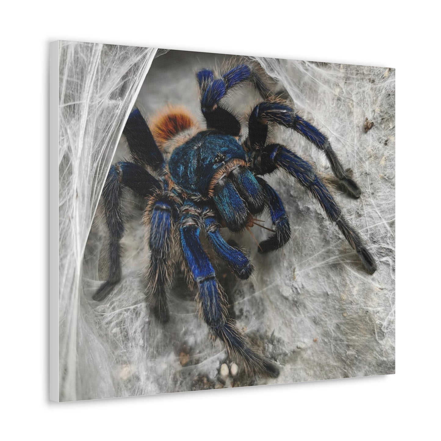 Tarantula Canvas