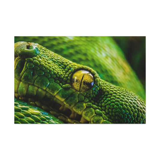 Green Snake Canvas