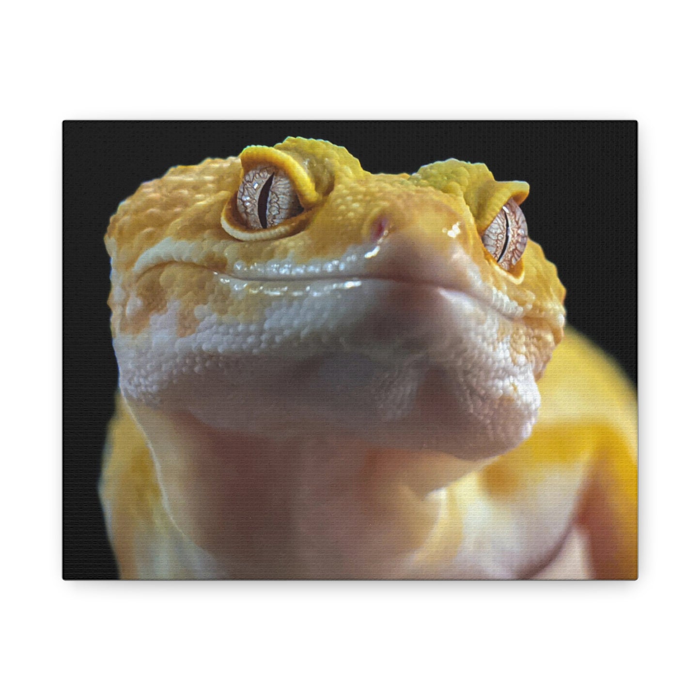 Leopard Gecko #2 Canvas