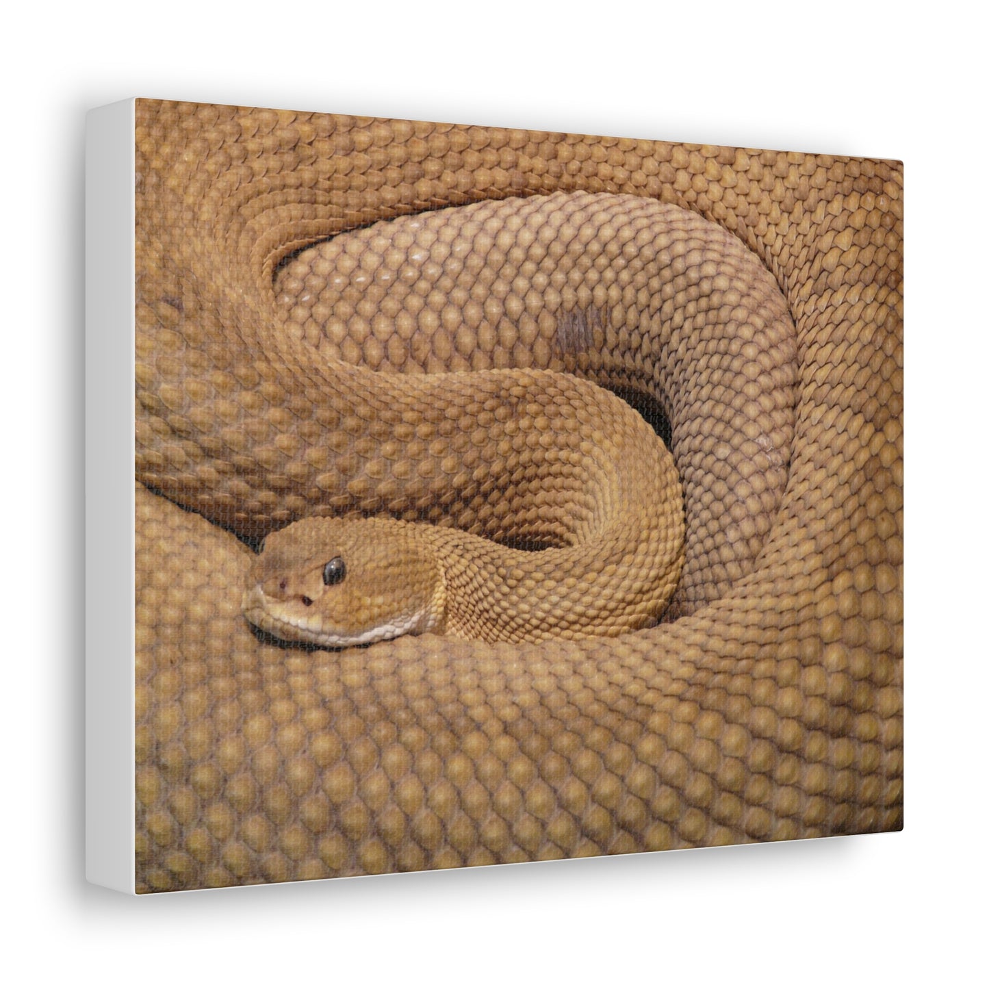 Snake #3 Canvas