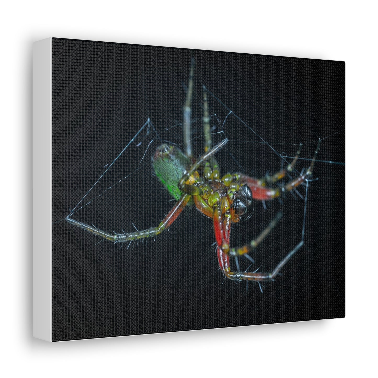 Spider Canvas