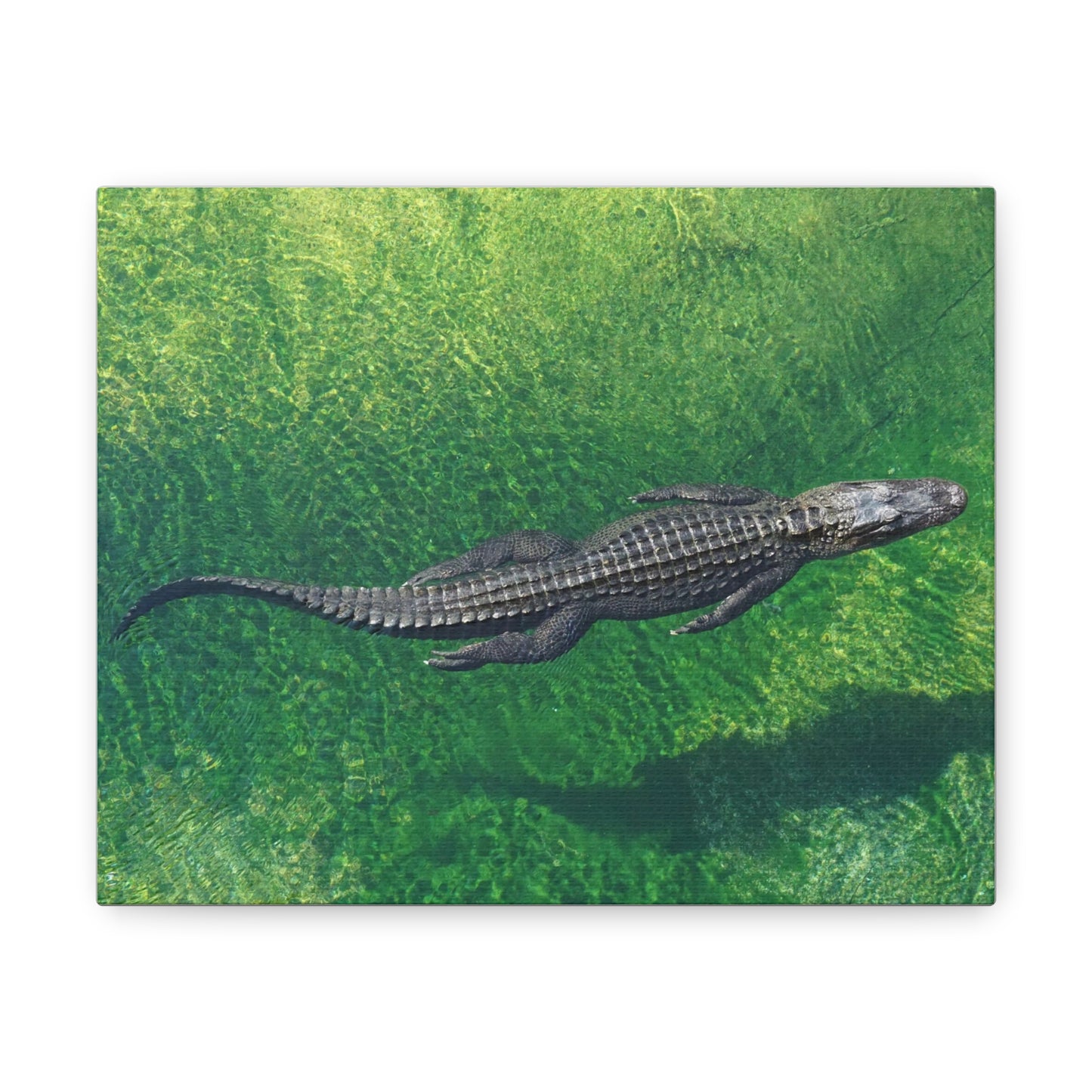 Alligator Canvas